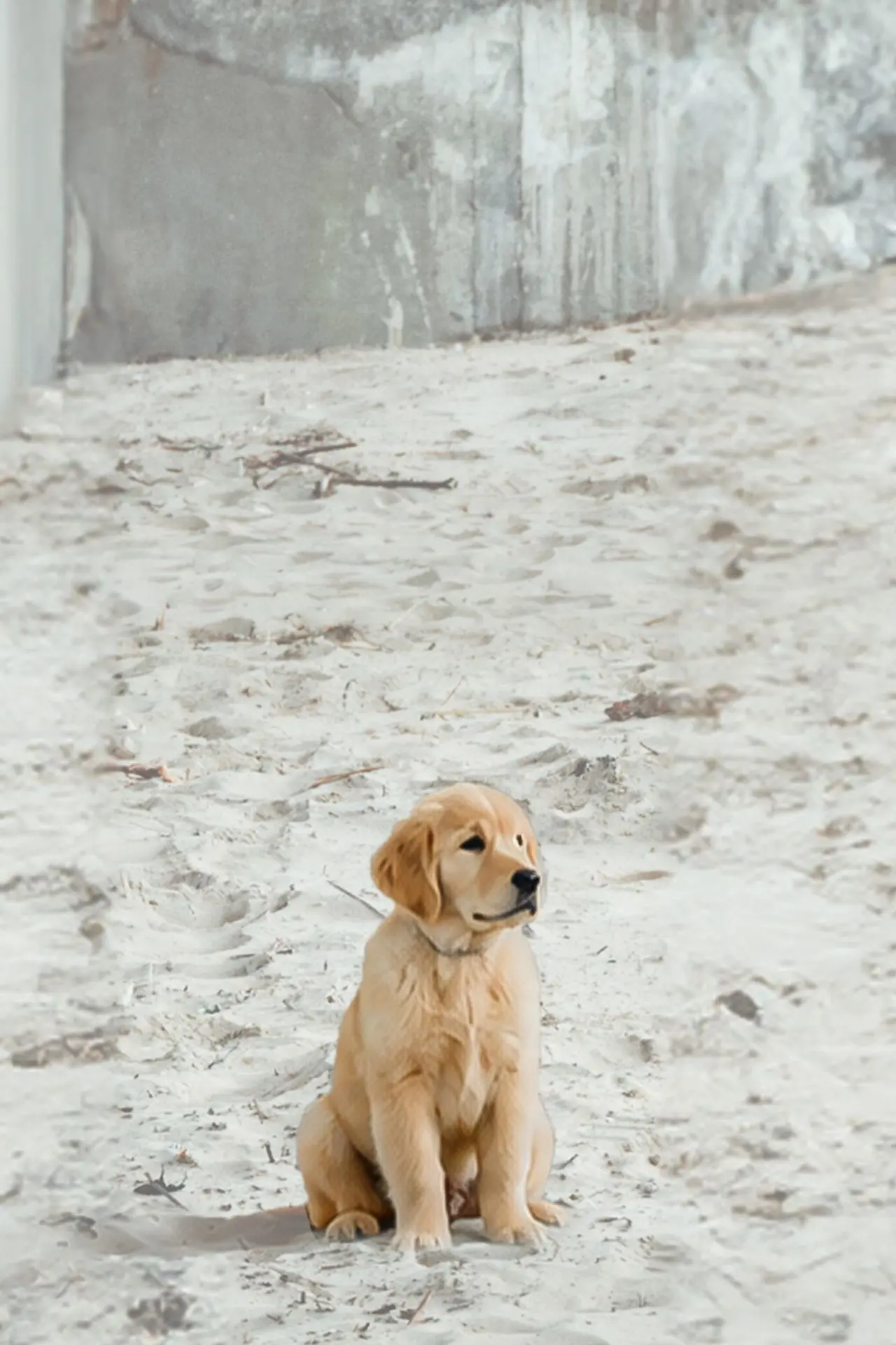 Balou