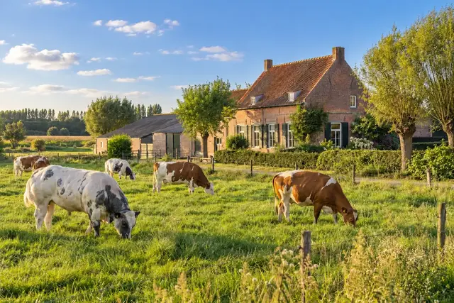 Vlaamse hoeve met koeien in een zonnige weide