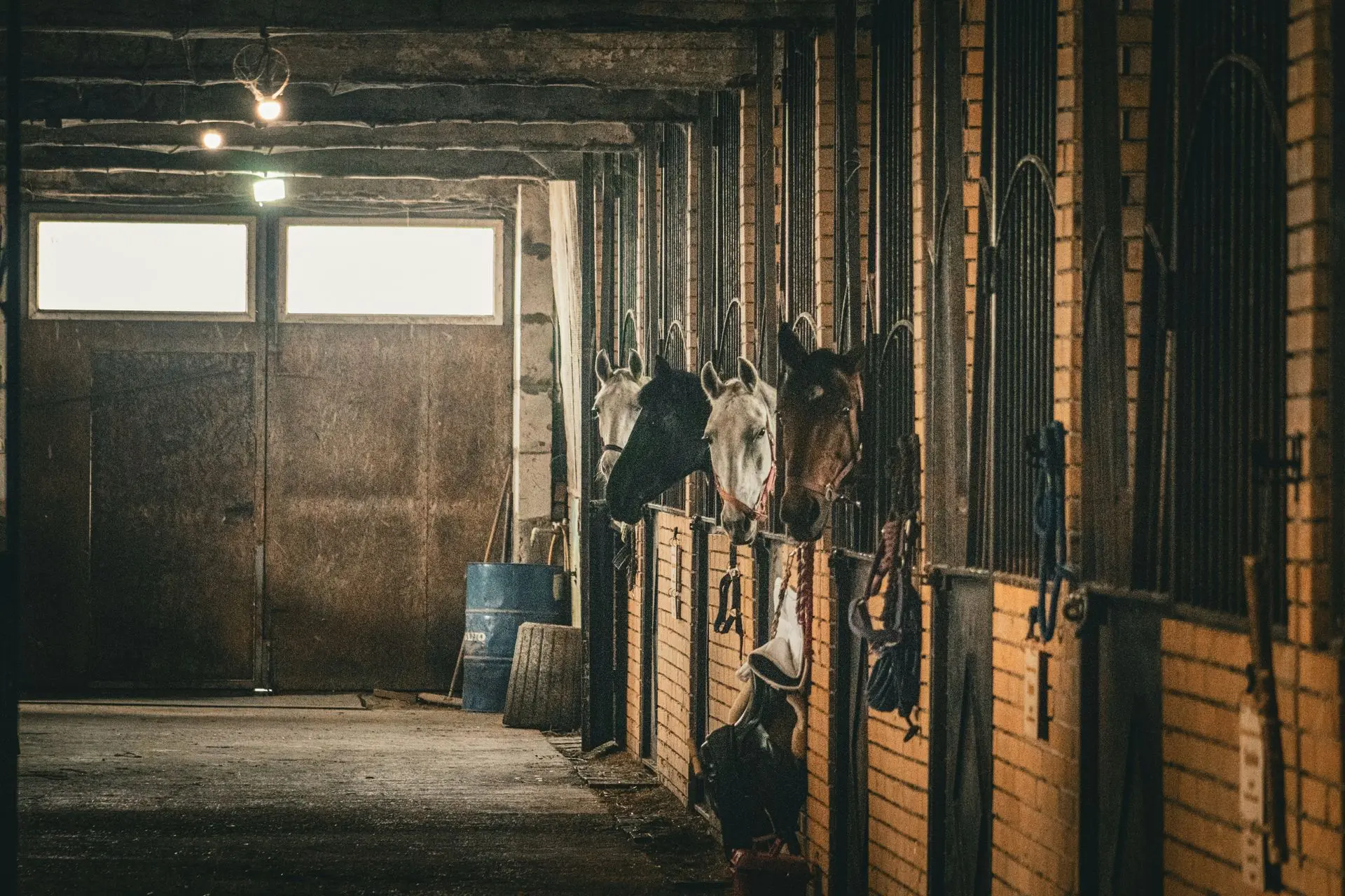 Paarden kijken uit hun boxen in een bakstenen stal (illustratieve foto)