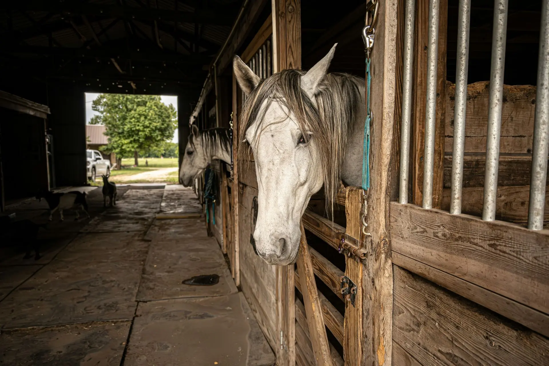 Wit paard kijkt uit een houten paardenstal (illustratieve foto)