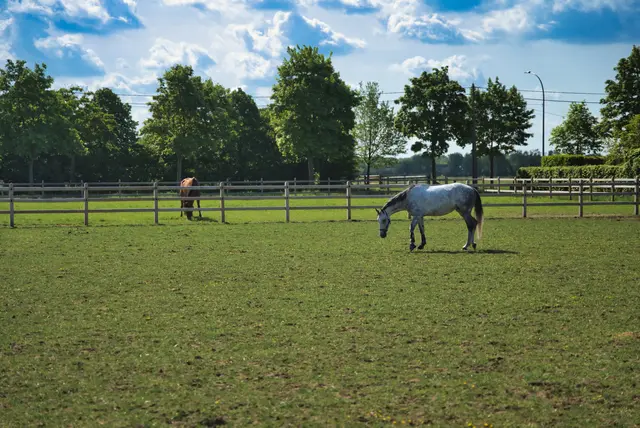 Hippisch vastgoed met groene weides en stallen in de Kempen