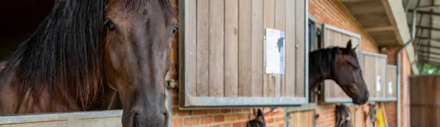 Volledig uitgeruste manege te koop in België